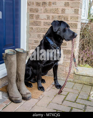 Un labrador noir est assis sur une porte portant une tête de chien. Une paire de Wellington boueux sont à côté de lui pour son propriétaire prêt à porter pour un chien à pied. Banque D'Images