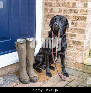 Un labrador noir est assis sur une porte portant une tête de chien. Une paire de Wellington boueux sont à côté de lui pour son propriétaire prêt à porter pour un chien à pied. Banque D'Images