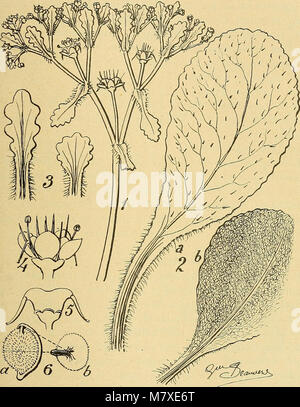Bulletin de la Société botanique de Genève (1913) (20430275632) Banque D'Images