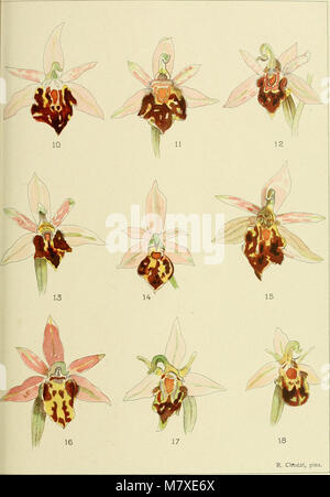 Bulletin de la Société botanique de Genève (1913) (20438453195) Banque D'Images