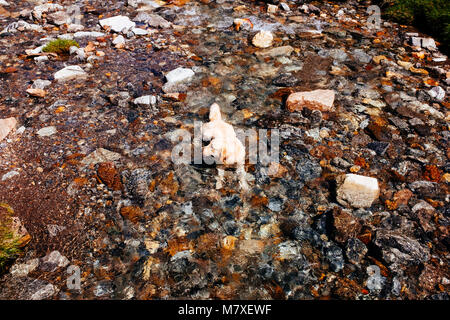 Golden retriever dog dans une rivière de montagne prend un bain un jour d'été, au cours d'une randonnée dans la nature Banque D'Images