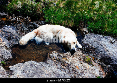 Golden retriever dog dans une rivière de montagne prend un bain un jour d'été, au cours d'une randonnée dans la nature Banque D'Images