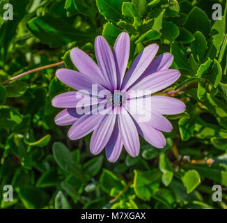 Purple daisy Banque D'Images