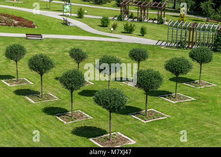 Les arbres plantés dans la ligne verte en forme de triangle Banque D'Images