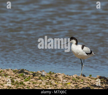 Oiseau à gué sauvage du Royaume-Uni (Recurvirostra avosetta) isolé à l'extérieur au bord de l'eau, réserve de terres humides. Copier l'espace. Banque D'Images