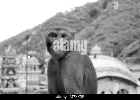 Photographié le singe à la monkey temple dans Jaipur. Banque D'Images