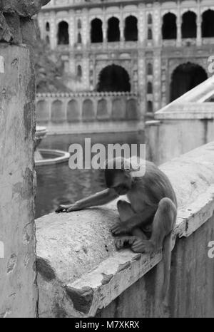 Photographié le singe à la monkey temple dans Jaipur. Banque D'Images