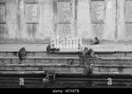 Photographié le singe à la monkey temple dans Jaipur. Banque D'Images