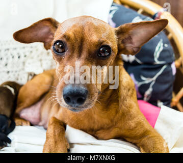 Portrait de chien pinscher nain Banque D'Images