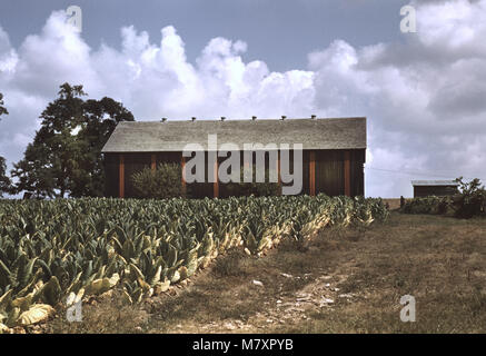 Domaine de tabac Burley avec séchage et réticulation Barn en arrière-plan, Russell Spears Farm, près de Lexington Kentucky, USA, Post Wolcott pour Farm Security Administration, Septembre 1940 Banque D'Images