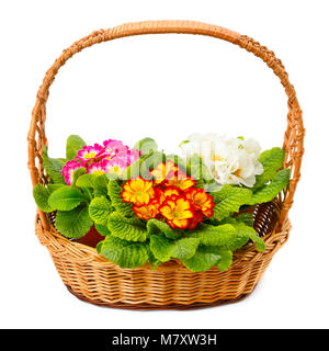 Primrose dans un panier isolé sur fond blanc Banque D'Images