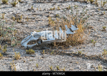 Squelette d'animaux sauvages en Afrique. La Namibie. Banque D'Images