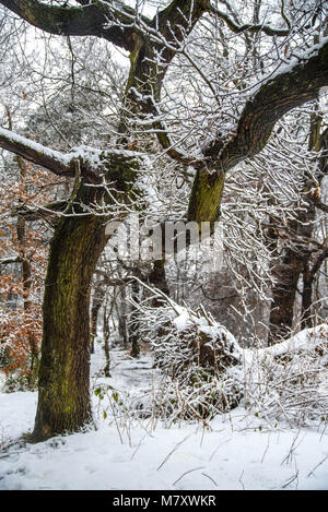 Bois en hiver, en Écosse au cours de bête de l'Est Banque D'Images