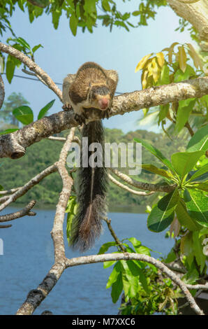 Le Tamia rayé - Tamias striatus, assis sur un arbre tombé en attente de la manger. Banque D'Images