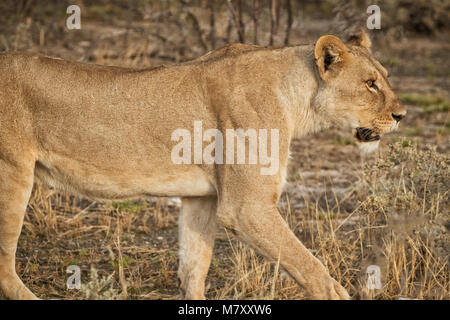 Lionne marche chez les arbustes de la savane africaine. La Namibie. Banque D'Images