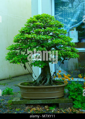 Spécimen Exceptionnel grand hêtre debout informel bonsai sur l'affichage dans un jardin dans les amateurs de Bangor Northern Ireland Banque D'Images