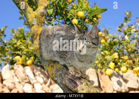 Chat domestique, noir tabby, assis sur un arbre, Lemon Tree Banque D'Images