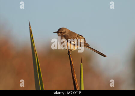 Juvenile Moqueur polyglotte Mimus polyglottos ( ) Banque D'Images