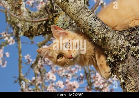 Chat domestique, gingembre, couché sur un amandier en fleurs Banque D'Images