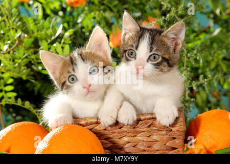 Deux chatons mignons, blanc tabby, assis dans un panier Banque D'Images