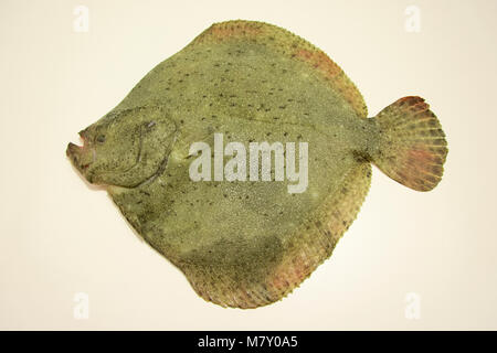 Poisson Turbot frais sur fond blanc, fruits de mer Banque D'Images