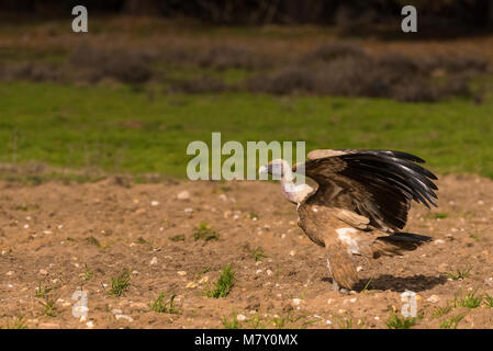 Buitre leonado (Gyps fulvus) fotografiado desde un cacher. Banque D'Images