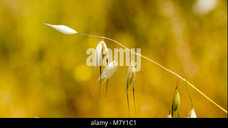 Seul les oreilles d'avoine plante en fond jaune floue Banque D'Images