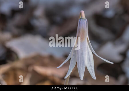 Erythronium Banque D'Images