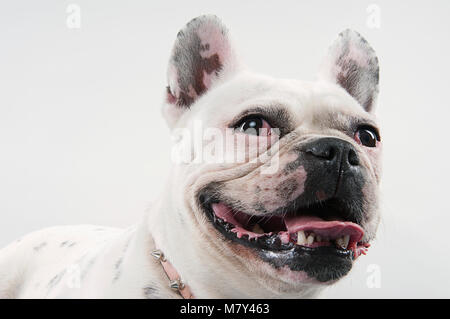 Bouledogue français Banque D'Images