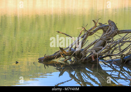 Les branches tombées sur une surface du lac vert avec des reflets bleus et jaunes Banque D'Images