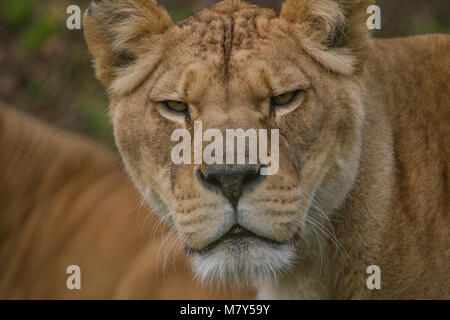 Close-up photo portrait d'une belle lionne barbarie Banque D'Images