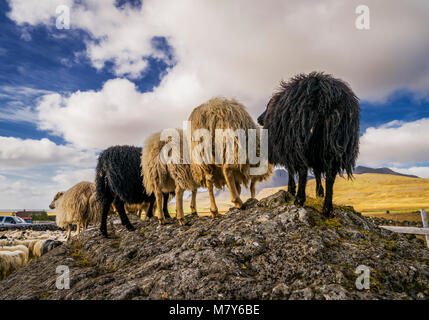 Derrière, les moutons islandais, round-up de l'automne, l'Islande Banque D'Images