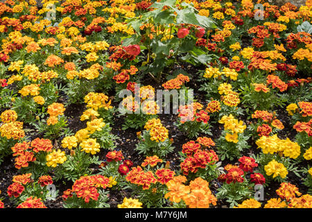 Tagètes plantés dans un grand border Derbyshire en Angleterre Banque D'Images