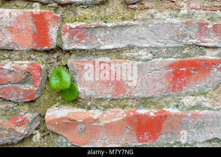 Petite plante verte émergeant de old brick wall Banque D'Images