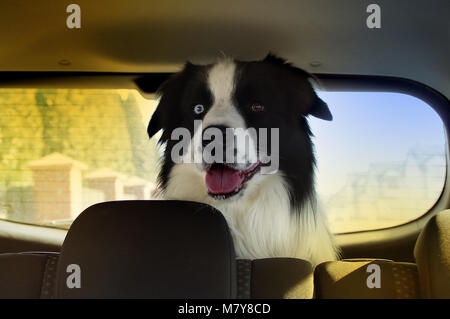 Chien heureux dans coffre de voiture prête à course longue Banque D'Images