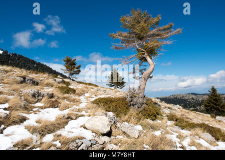 Arbre seul se tenant sur le haut d'une colline de rochers et de neige au sol sous un ciel bleu. Low angle view Banque D'Images