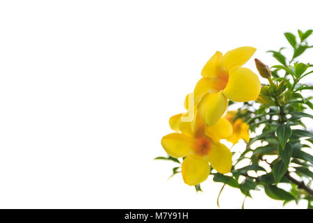 Jaune Macro fleurs tropicales, trompette d'or ou de l'Allamanda. Isolé sur fond blanc avec un espace réservé au texte ou dessin Banque D'Images