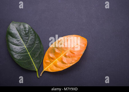 Autre couleur et l'âge des feuilles de l'arbre feuilles de jackfruit frais vert à brun sec sur fond noir en noir. Pour l'environnement a changé concep Banque D'Images