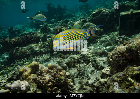 Poisson Chirurgien rayé, Acanthurus lineatus, en eau peu profonde au-dessus de récifs coralliens dans les Maldives, l'Océan Indien Banque D'Images