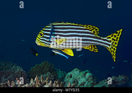 Sweetlips Oriental, Plectorhinchus vittatus, avec cleaner wrasse sur les récifs coralliens dans Ari Atoll, Maldives, océan Indien Banque D'Images