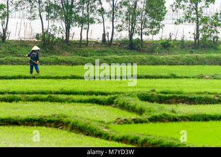 Une femme portant un chapeau conique en bambou vietnamien traditionnel tend à récoltes dans un champ de riz. Banque D'Images