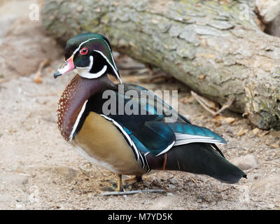 Québec,Canada. Un mâle canard branchu au Biodôme de Montréal Banque D'Images