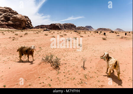 Deux chèvres dans l'avant et de groupe à l'horizon dans le désert de Wadi Rum en Jordanie. Banque D'Images