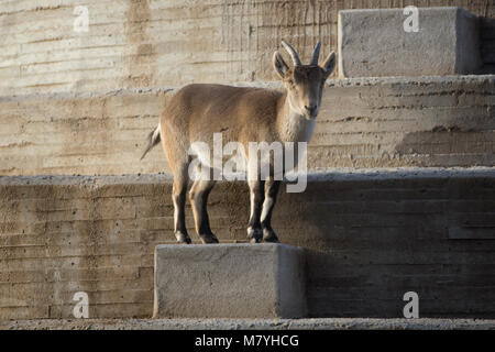 Capra pyrenaica - Femelle Banque D'Images