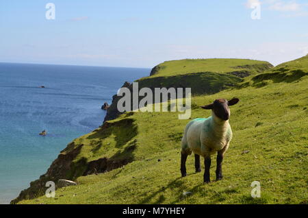 Moutons sur une falaise Banque D'Images