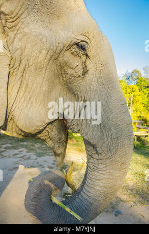 Close up of selective focus de l'oeil de l'éléphant, de la bouche et le tronc d'un énorme éléphant femelle manger, dans une jungle Sanctuary à Chiang Mai lors d'une sunny Banque D'Images