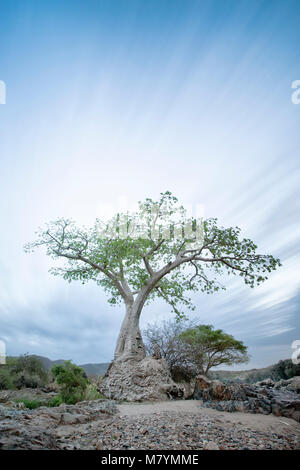 Baobab sur le bord d'Epupa Falls Banque D'Images