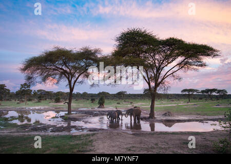 Les éléphants de boire à un point d'eau au coucher du soleil. Banque D'Images