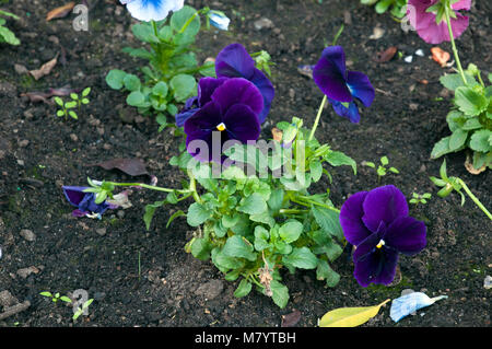 Sydney, Australie, parterre de fleurs violet foncé avec des pensées Banque D'Images