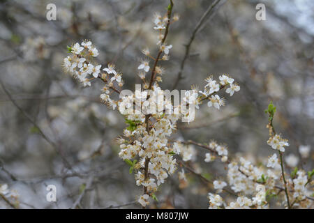 Bristol, Royaume-Uni. 14 mars, 2018. UK Weather.White Blossom arbres en fleur dans Dowery Square à Bristol. Robert Timoney/Alamy/Live/news Banque D'Images